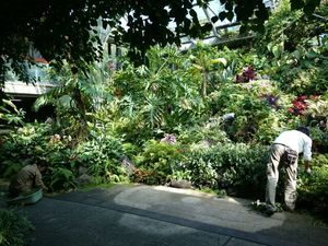 須磨離宮温室の管理１