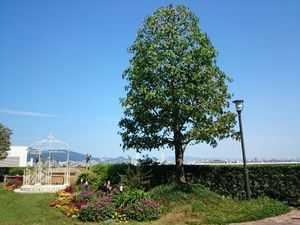 屋上花壇シンボルツリー