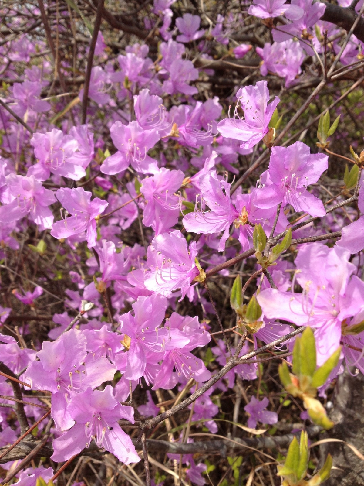 早春の花木の組み合わせ 二楽園